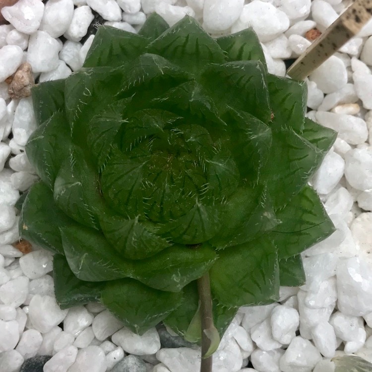 plant image 897524 plant image 897524