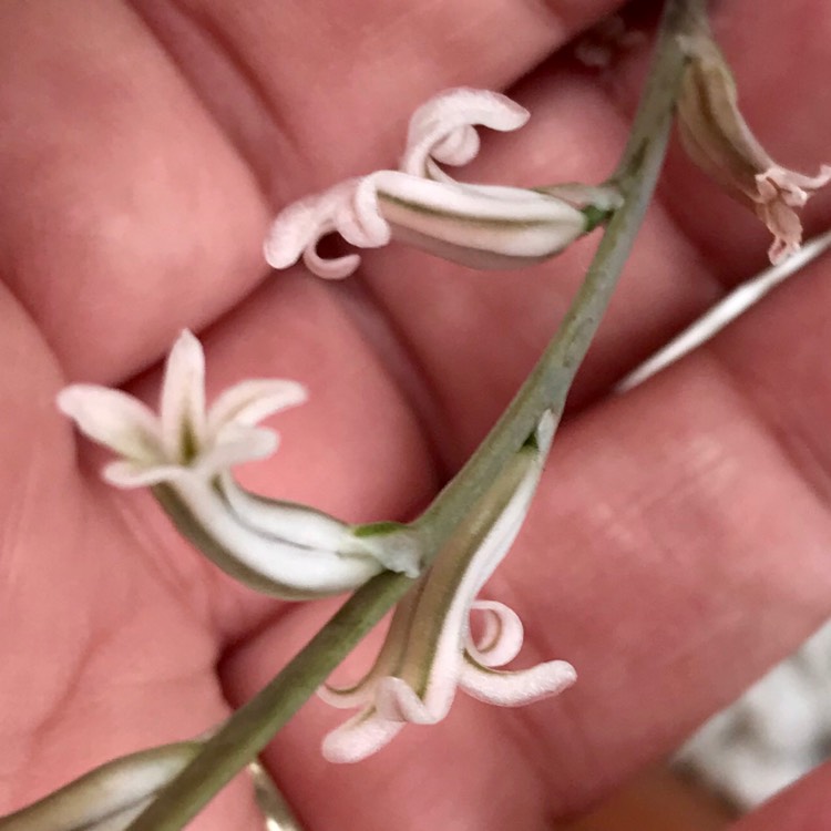 plant image 897526 plant image 897526