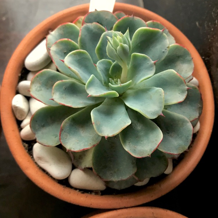 plant image 899283 plant image 899283