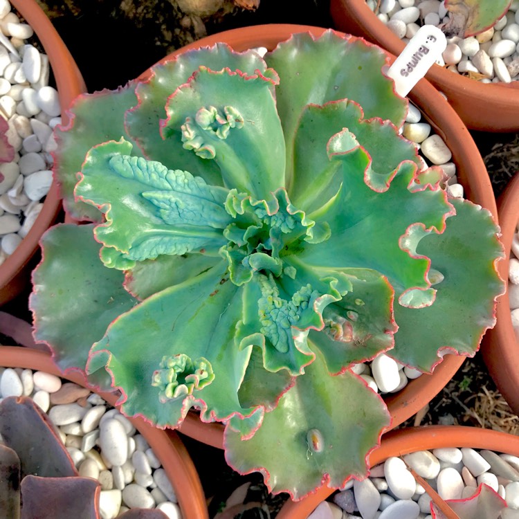 plant image 899422 plant image 899422
