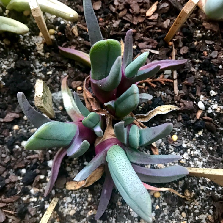 plant image 899827