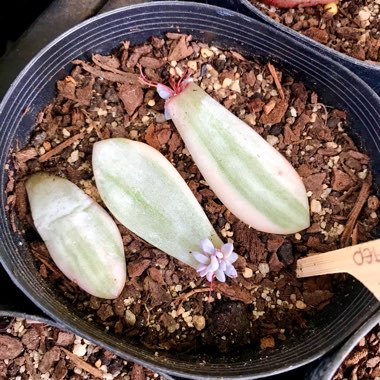 x Pachyveria Powder Puff Variegated