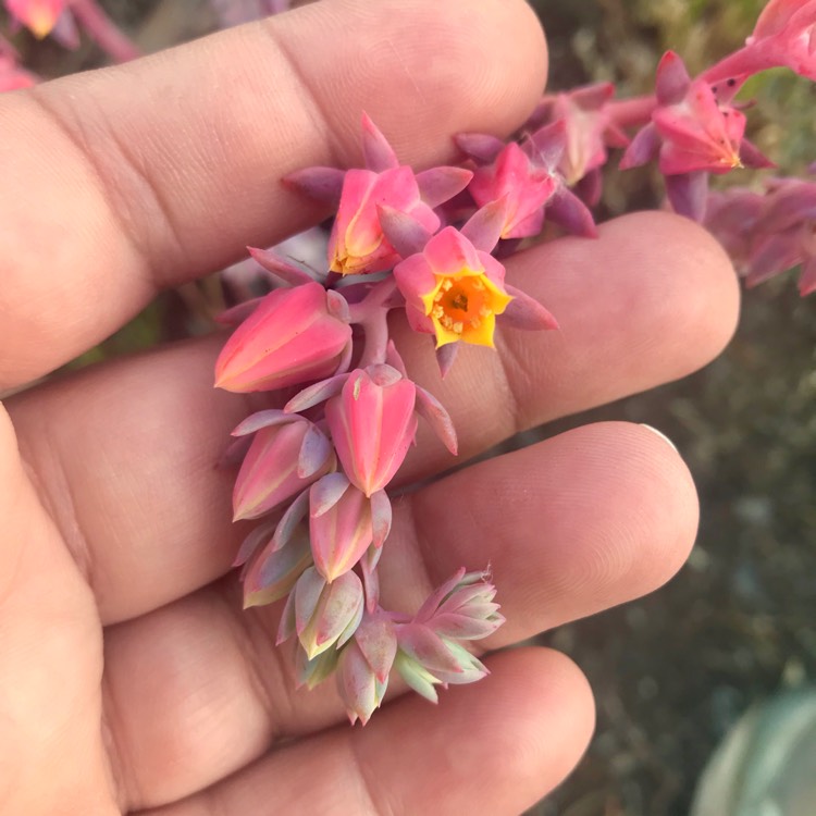 plant image 900411