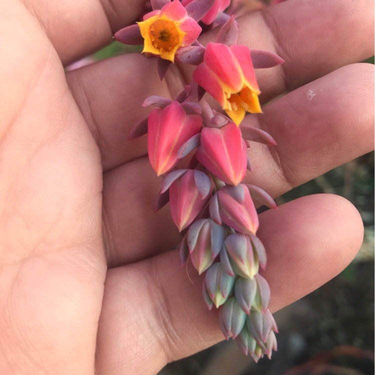 plant image 900412
