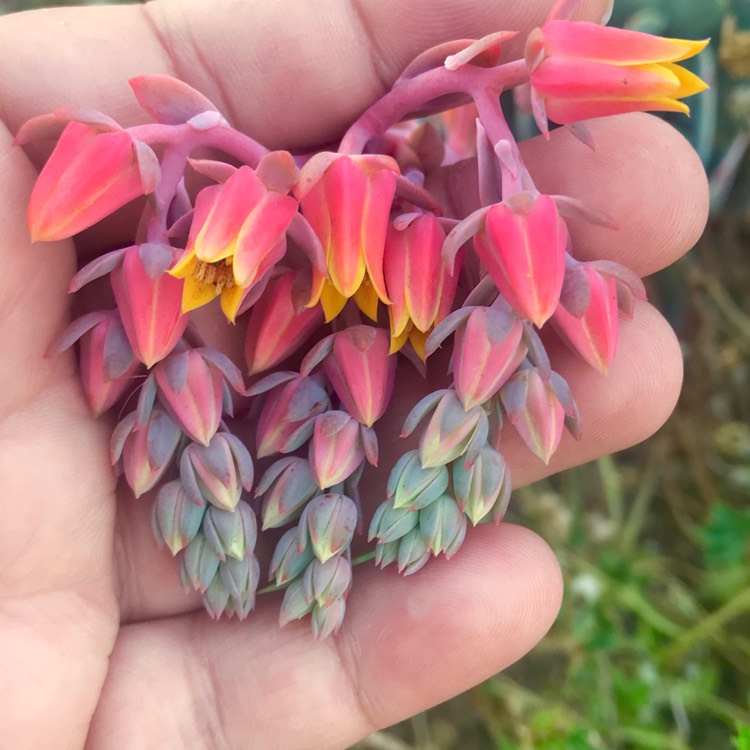 plant image 900414
