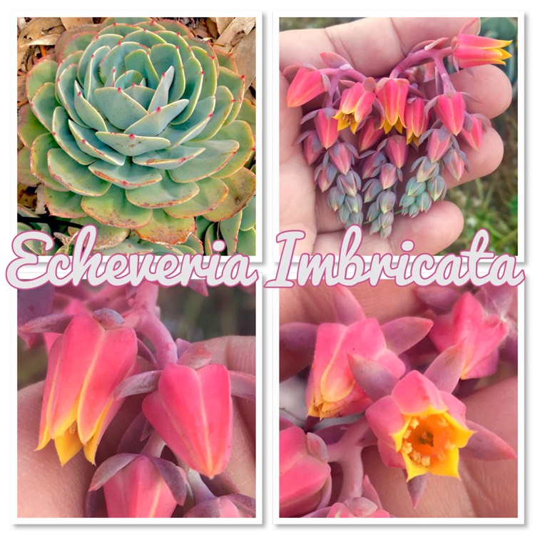 plant image 900415