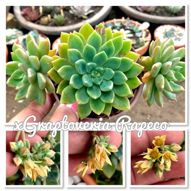 xGraptoveria Rapeco