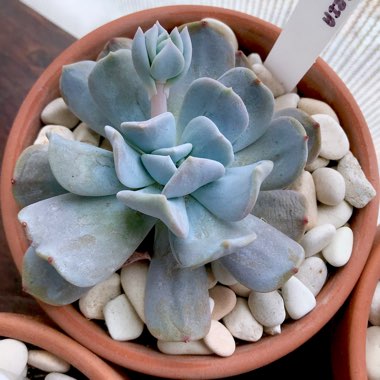 Echeveria Exotic