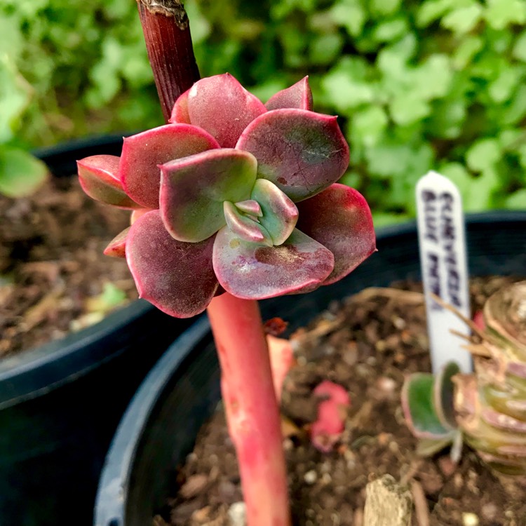 plant image 902417