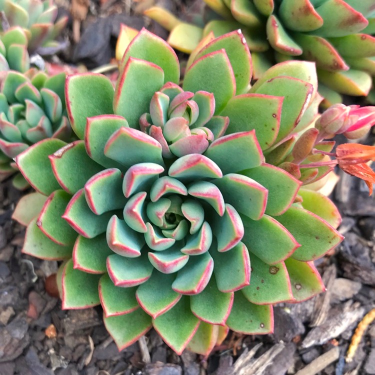 Plant image xSedeveria Darley Dale