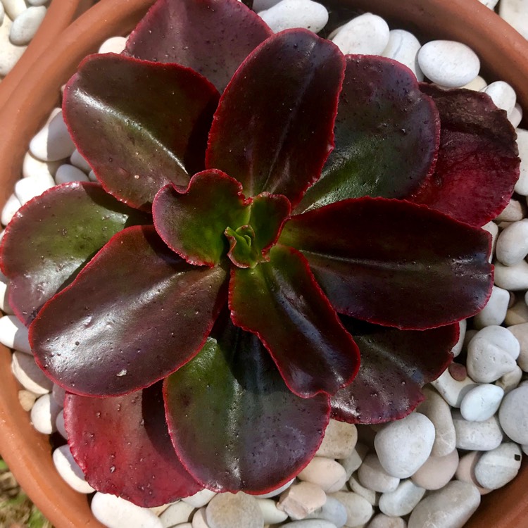 Plant image Echeveria Chocolate