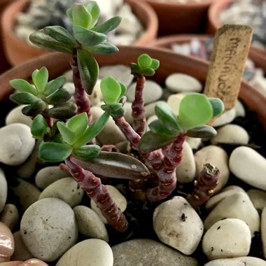 Echeveria Manaudes