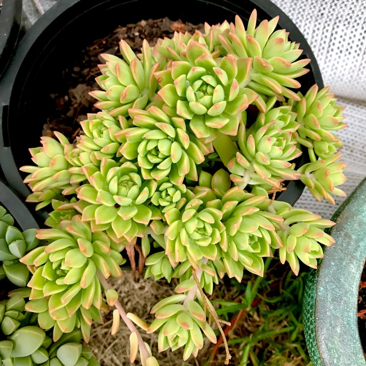 plant image 906365