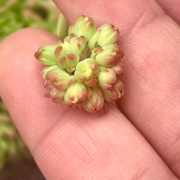 plant image 906369