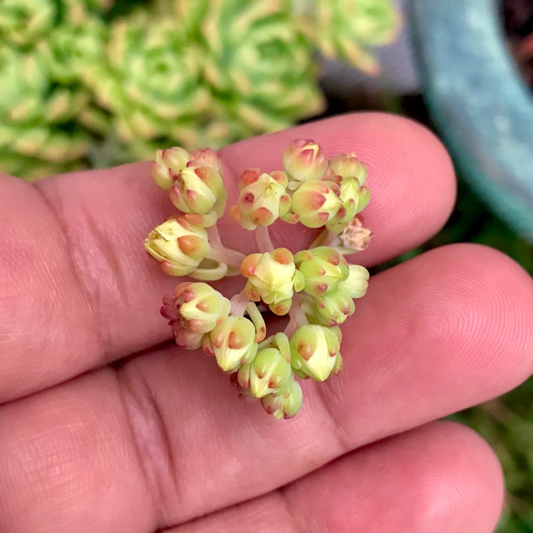 plant image 906370