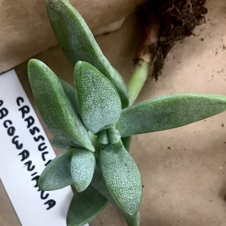 Plant image Crassula Macowaniana