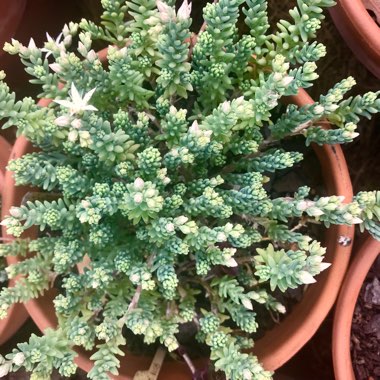 Sedum Diffusum