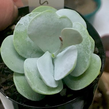 Adromischus Leucophyllus