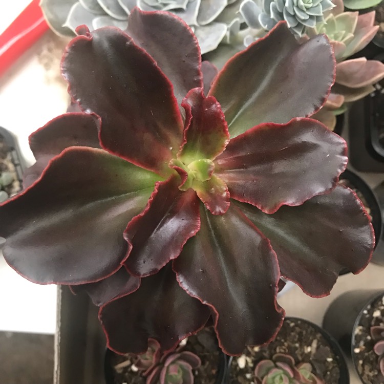 plant image 906869