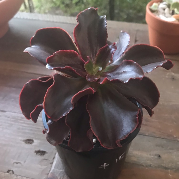 plant image 906879
