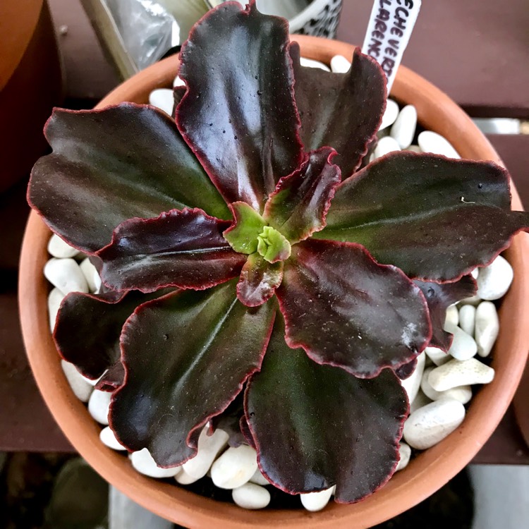 plant image 907002