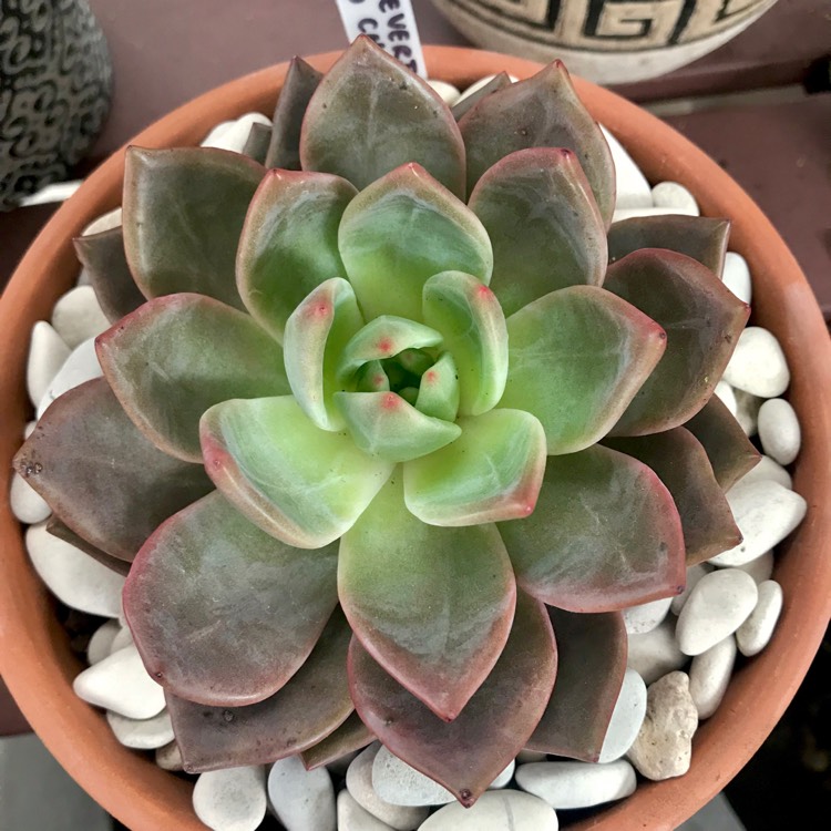 Plant image Echeveria Big O