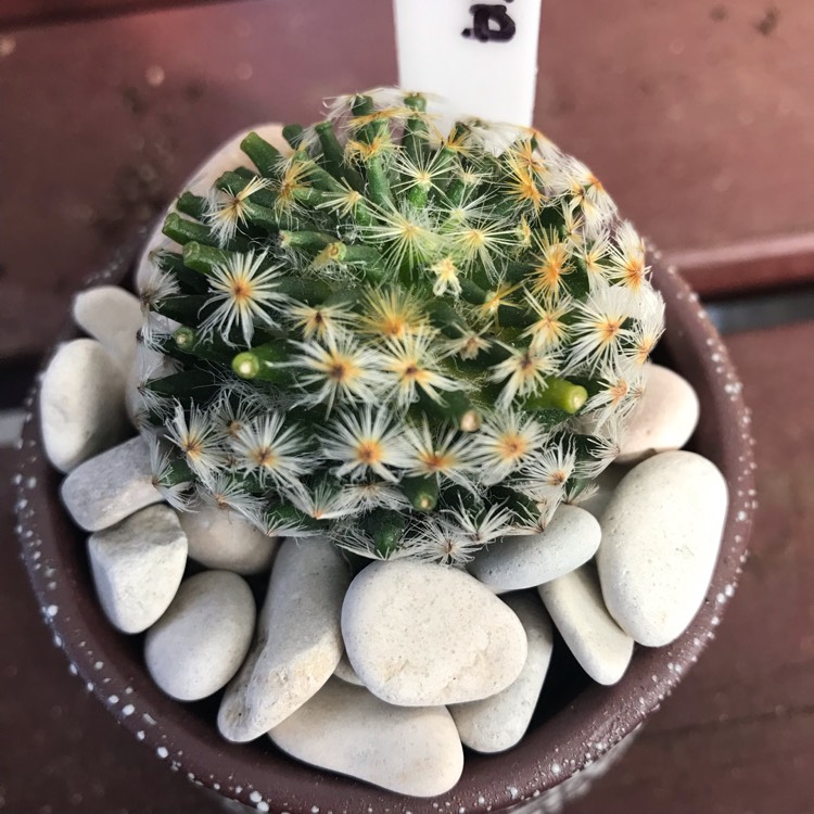 Plant image Mammillaria schiedeana