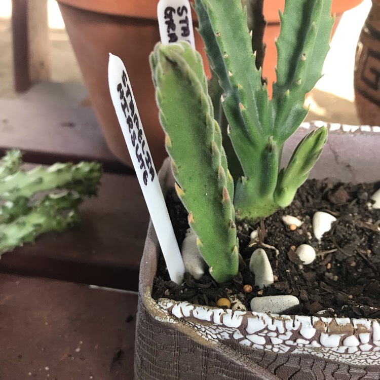 Plant image Stapelia Hirsute