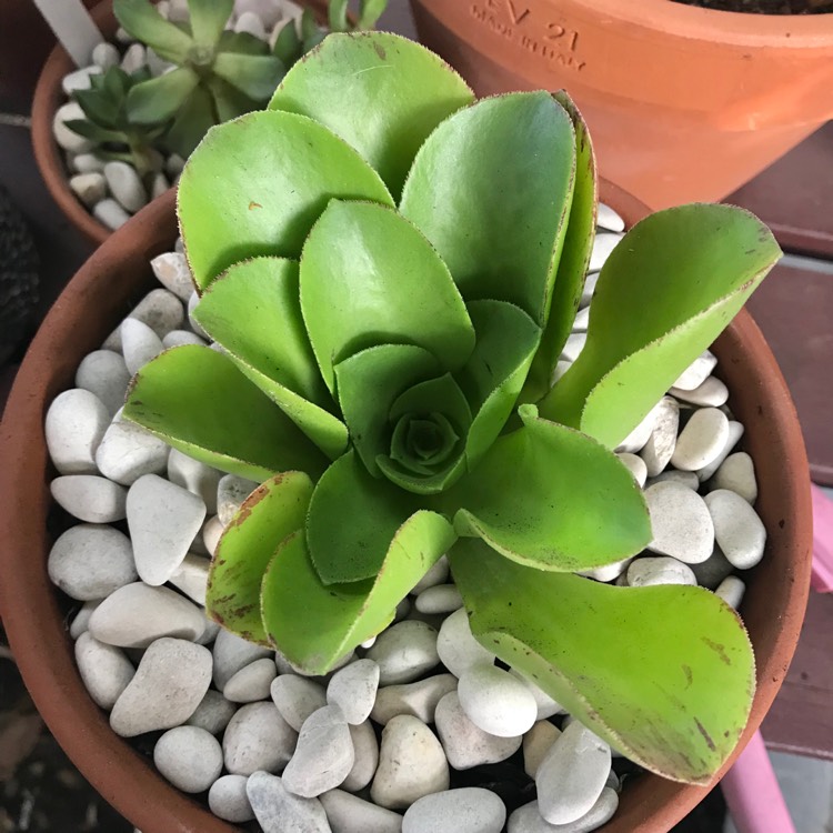 Plant image Aeonium Urbicum Rubrum