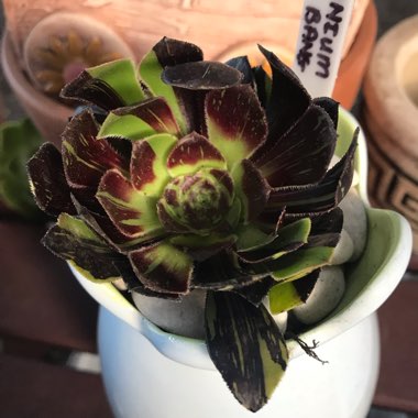 Aeonium Big Bang