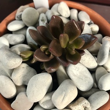 x Lenopetalum 'Chocolate'