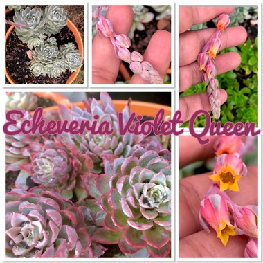 Echeveria Violet Queen