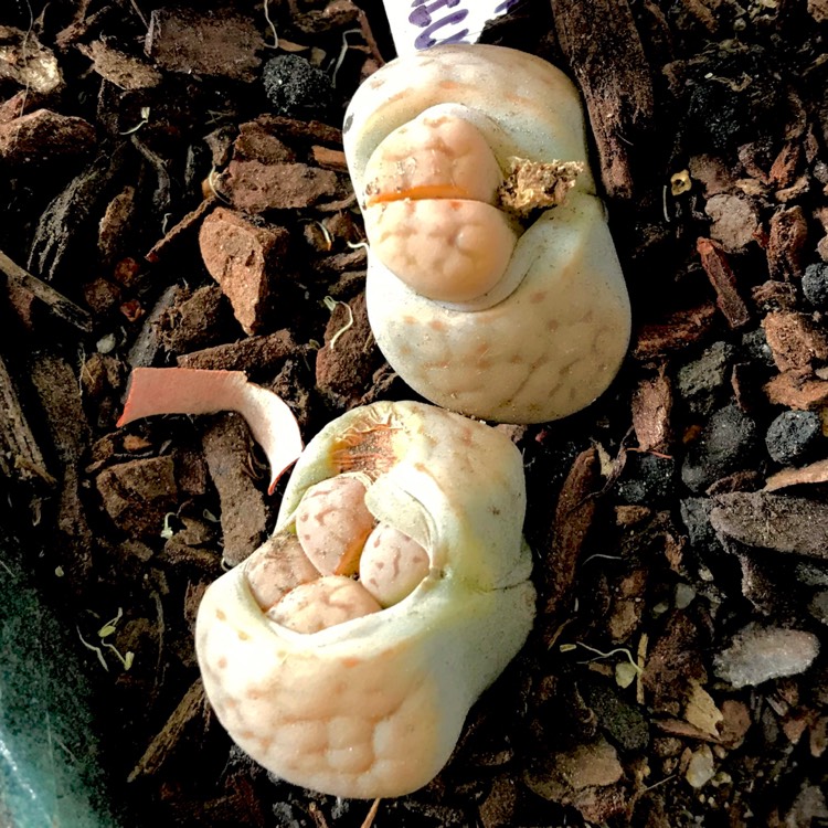 plant image 907797