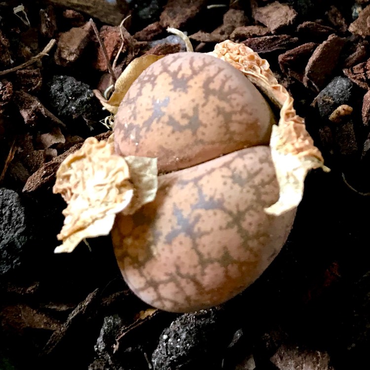 plant image 907800
