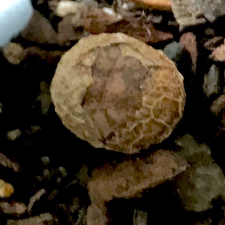 plant image 907812