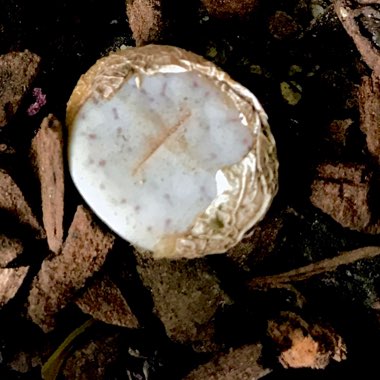 Lithops Pseudo Truncatella var. Volkii C069