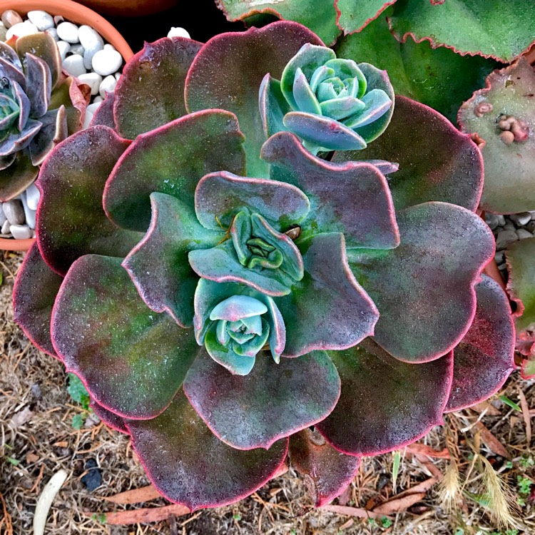 plant image 908200