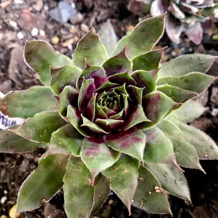 plant image 908598