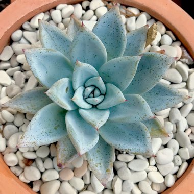 Echeveria Colorata