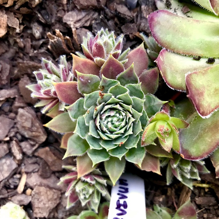 Sempervivum Irazu, Sempervivum 'Irazu' - uploaded by @Yollymac