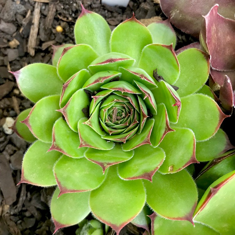 plant image 908920
