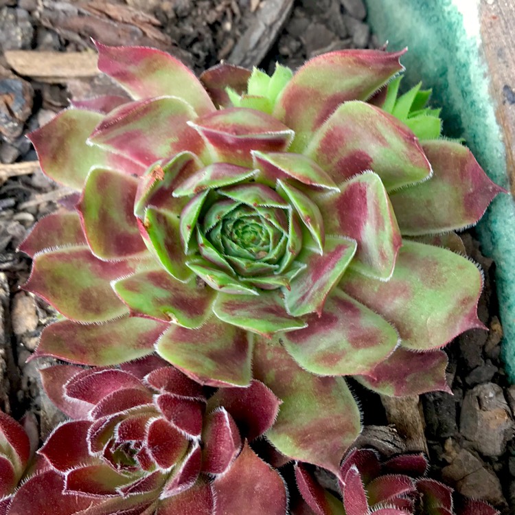 plant image 909023