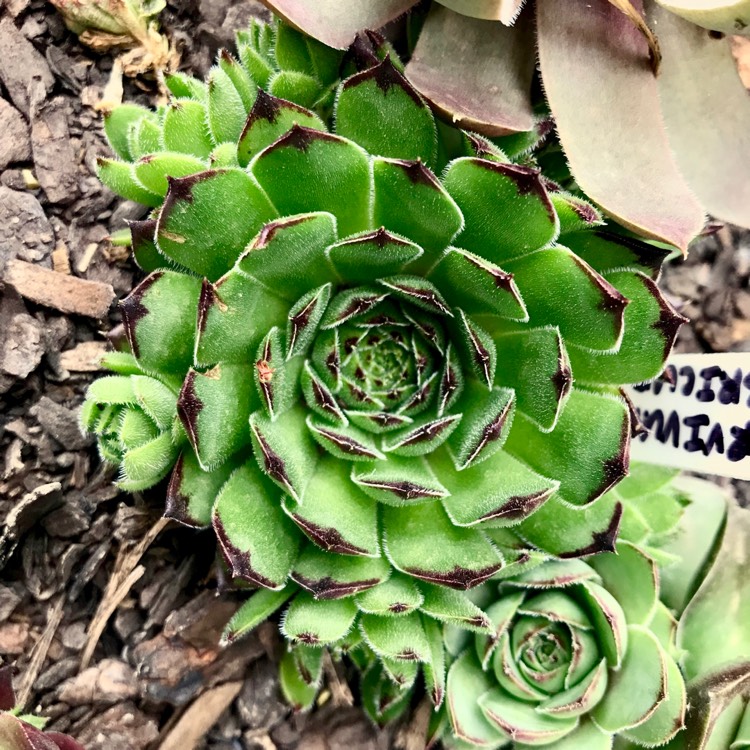 plant image 909024