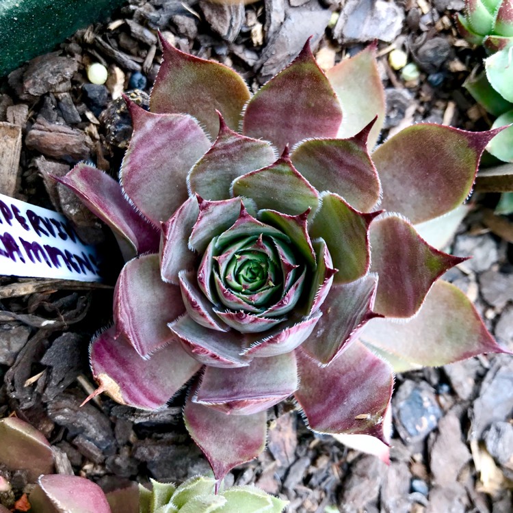 plant image 909029