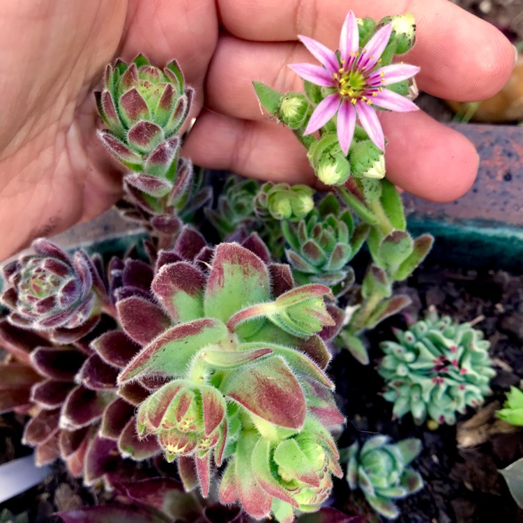 Plant image Sempervivum Silver Thaw