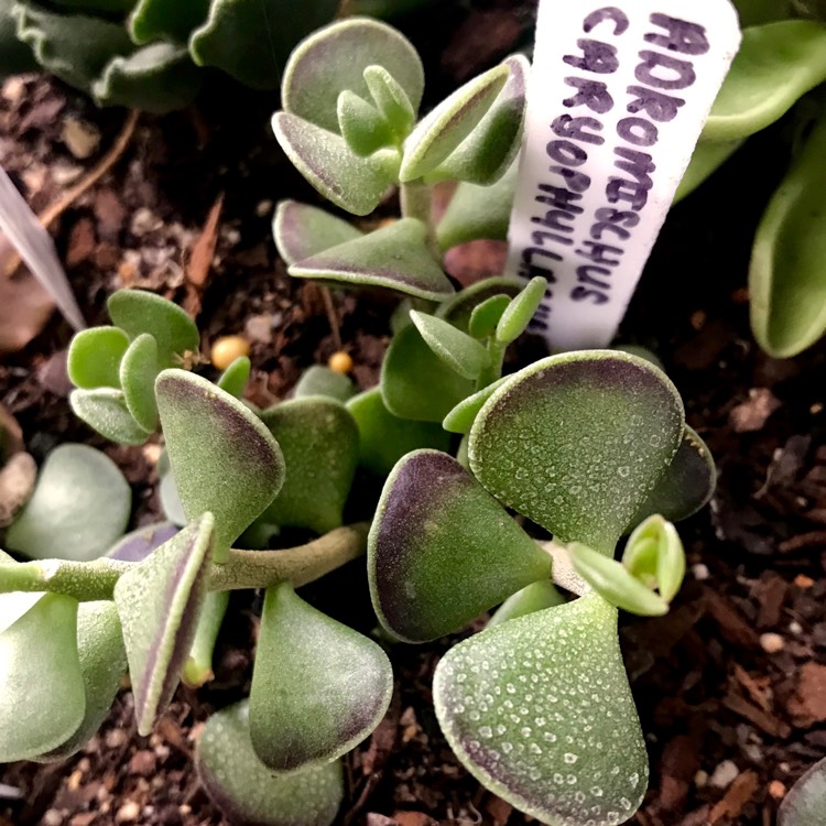 plant image 909621