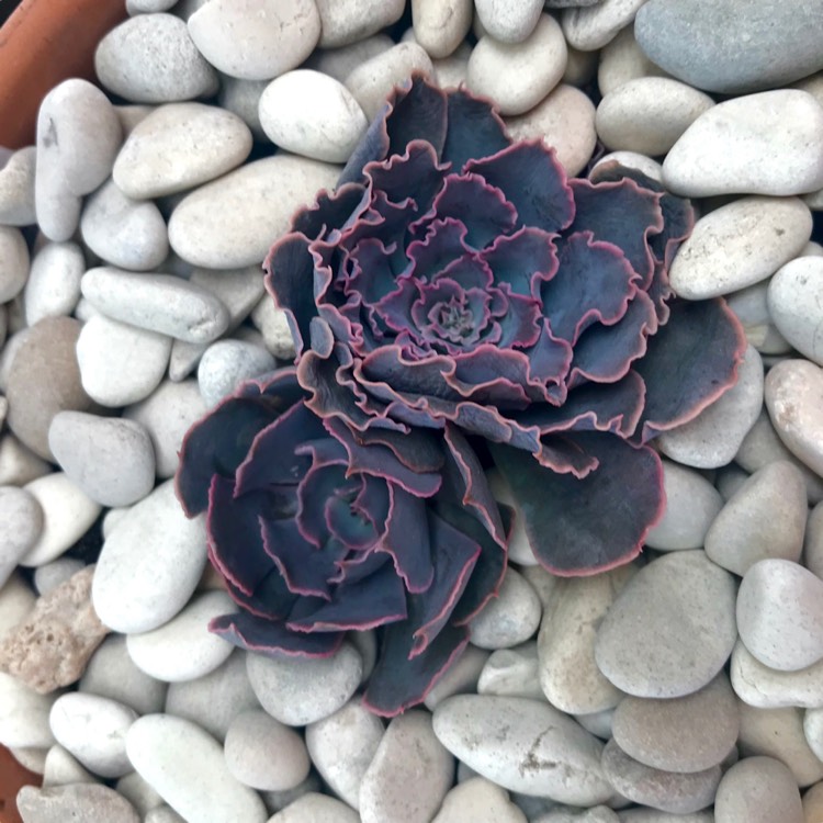 Plant image Echeveria Shaviana Pink Frills
