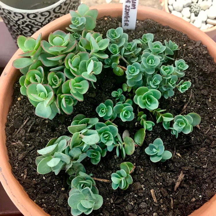 plant image 910453