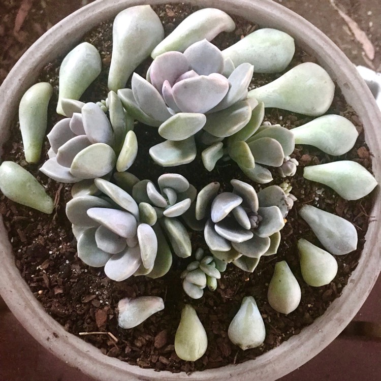 plant image 910819