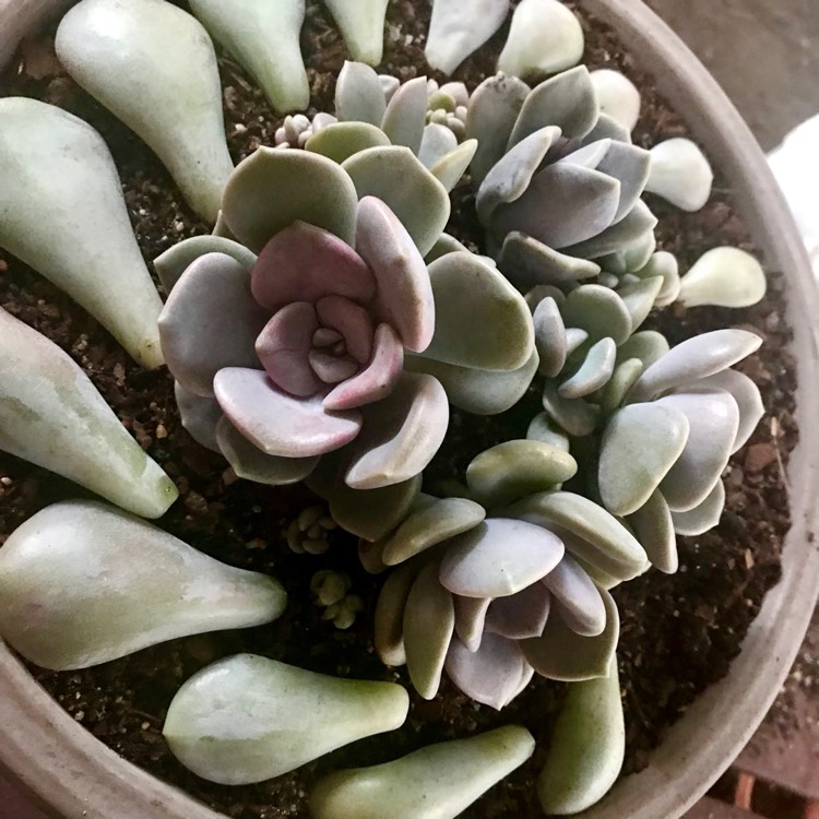plant image 910821
